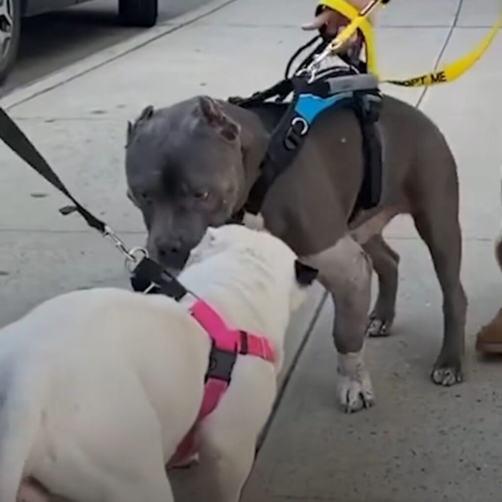 two dogs are sniffing on the road