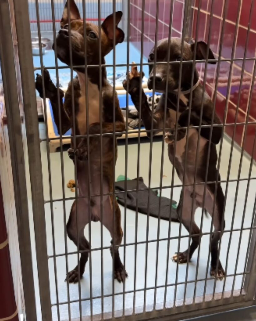 two dogs in a cage raised on their hind legs