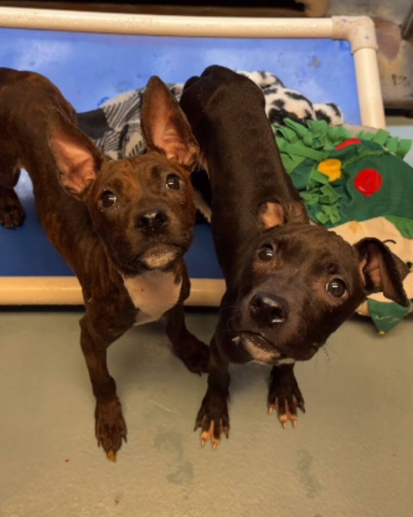 two dogs looking at the camera