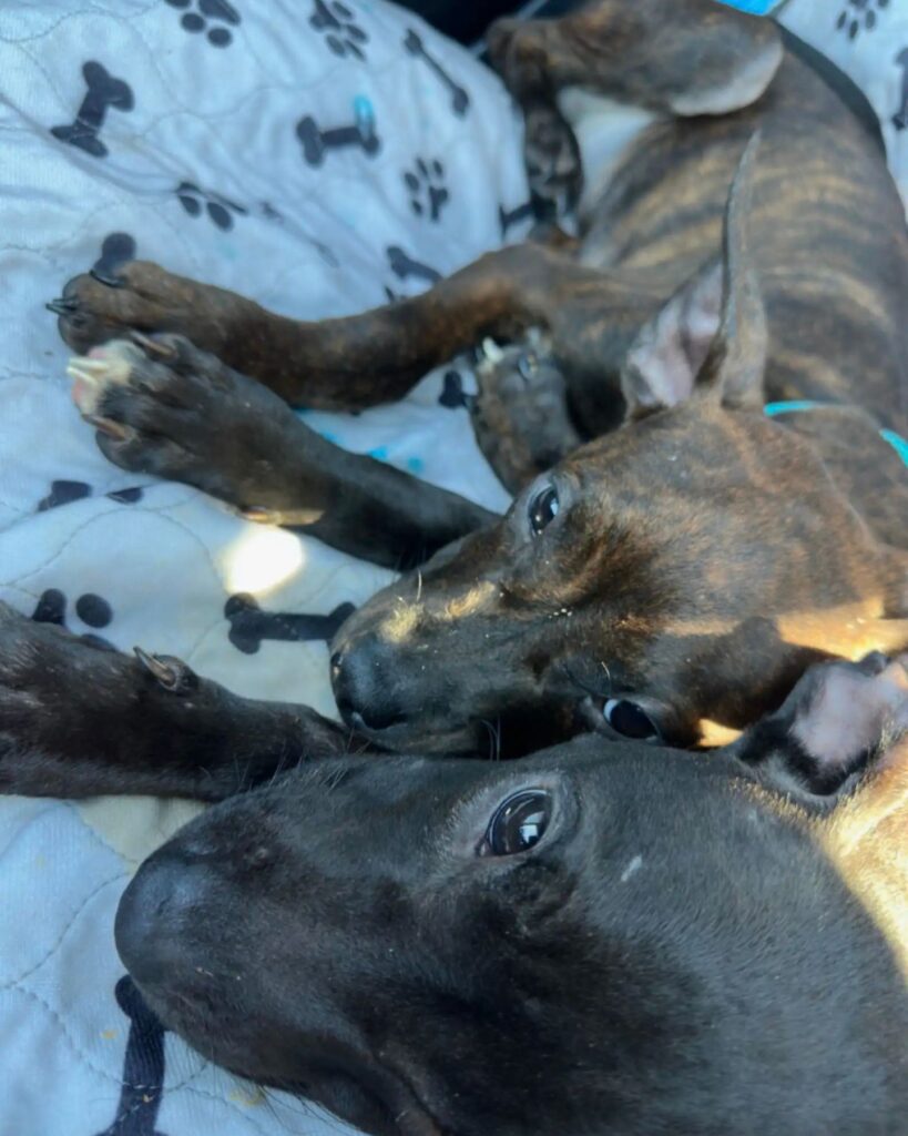 two dogs lying next to each other