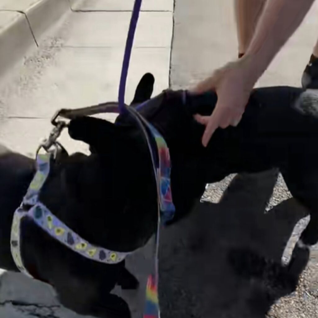 two dogs next to each other