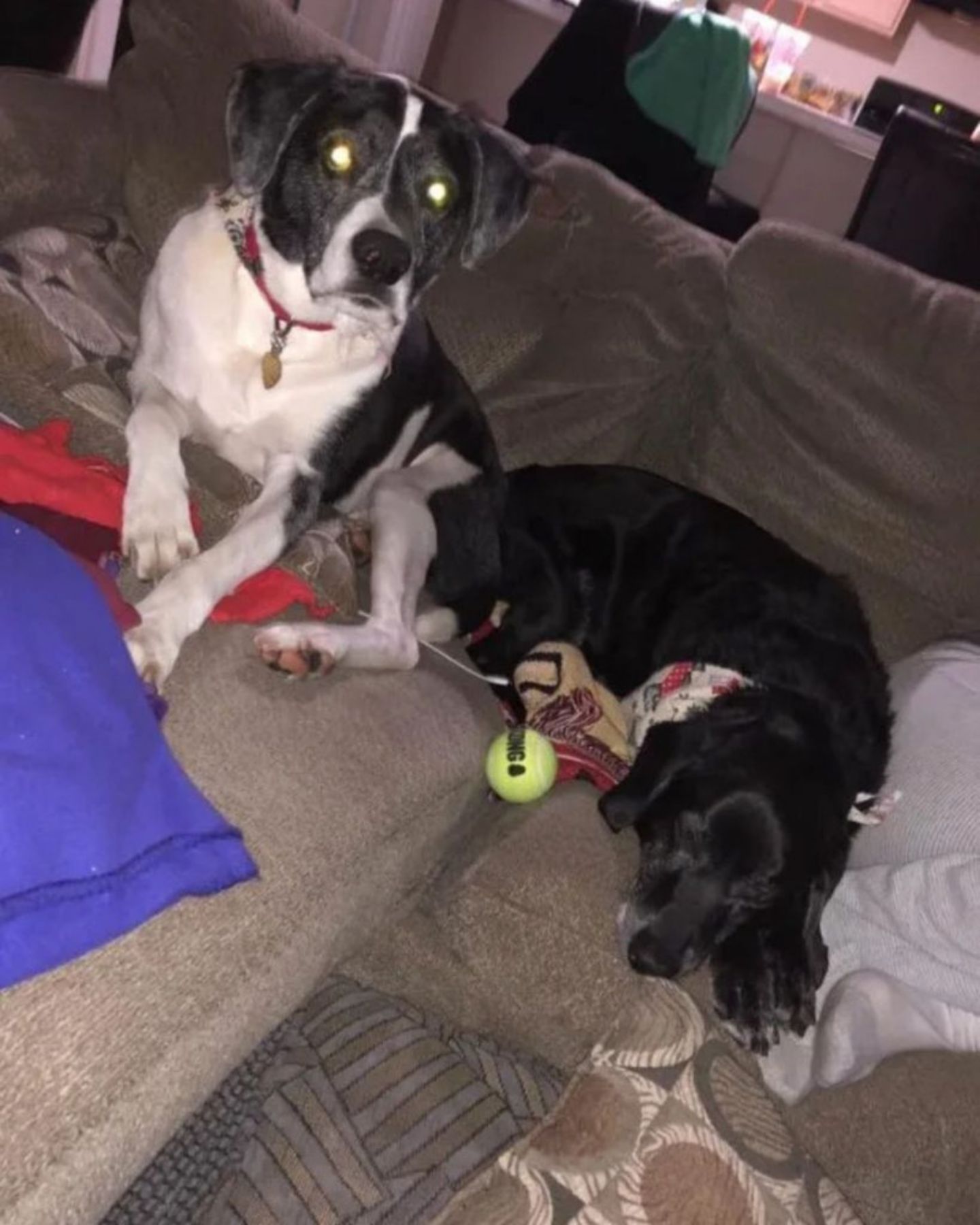 two dogs on the sofa