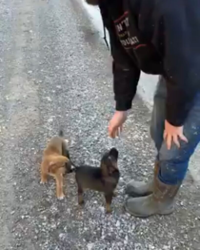 two dogs on the street, a man approached them