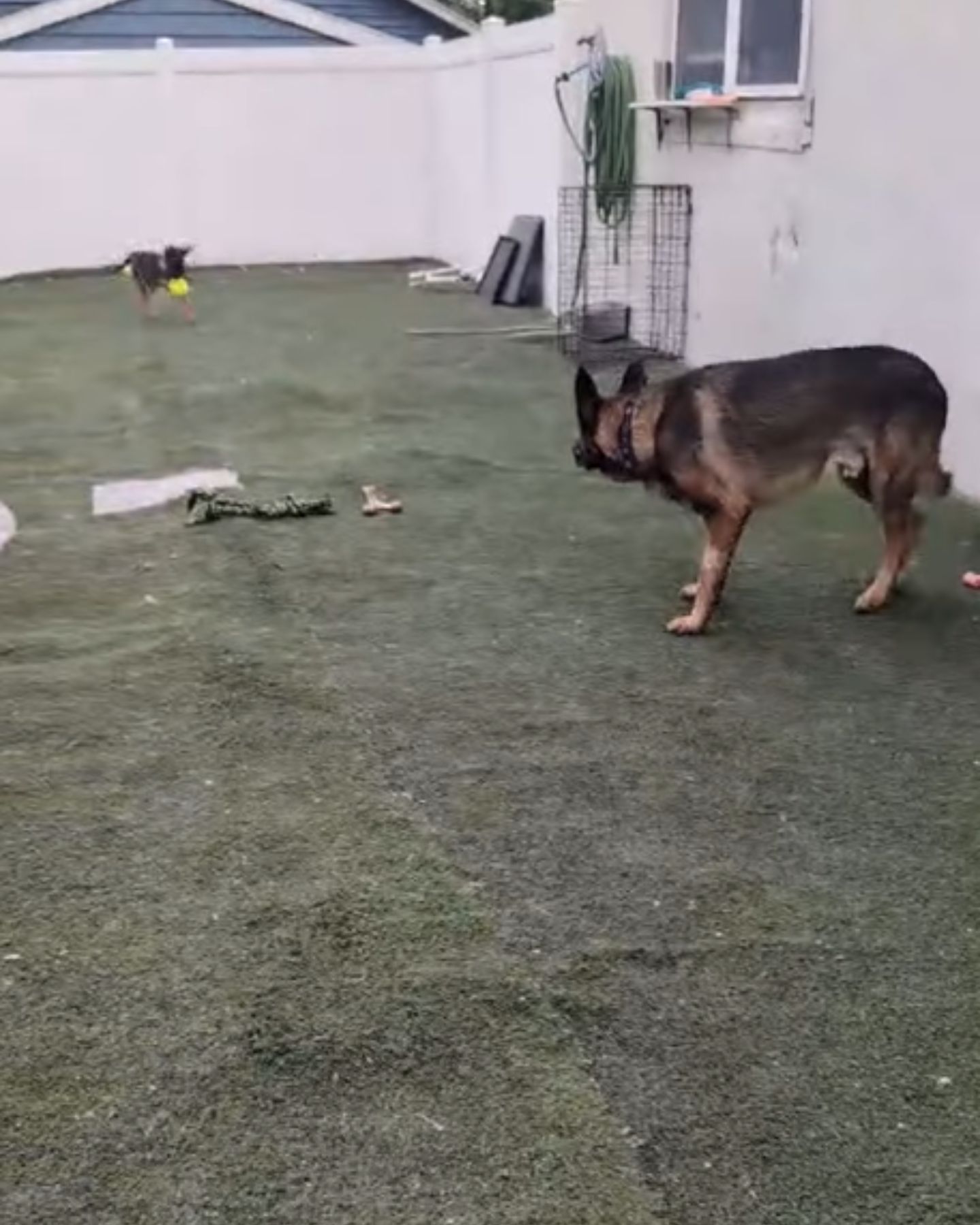 two dogs playing in yard