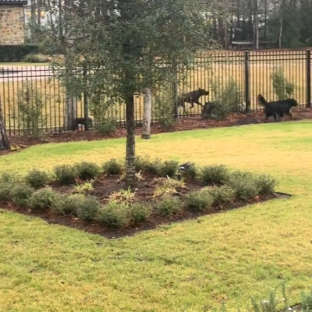two dogs running along the fence