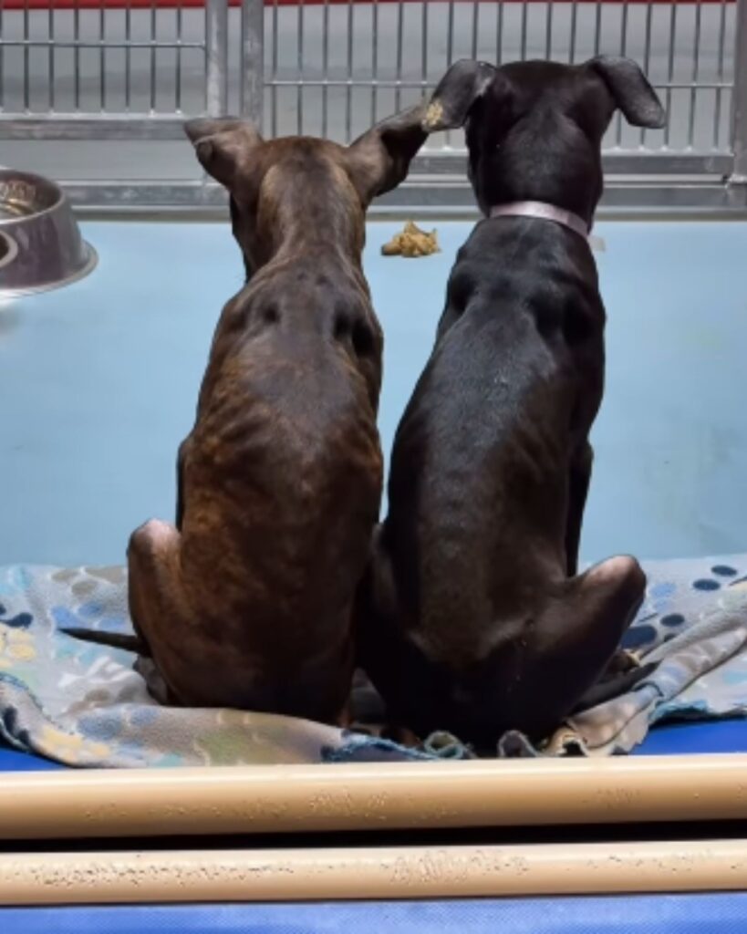 two dogs sitting back to back