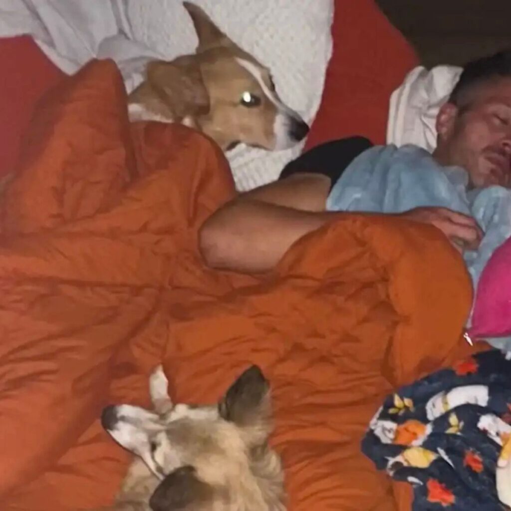 two dogs sleep with a man