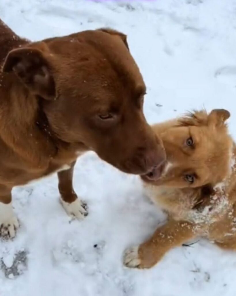 two dogs sniffing in the snow