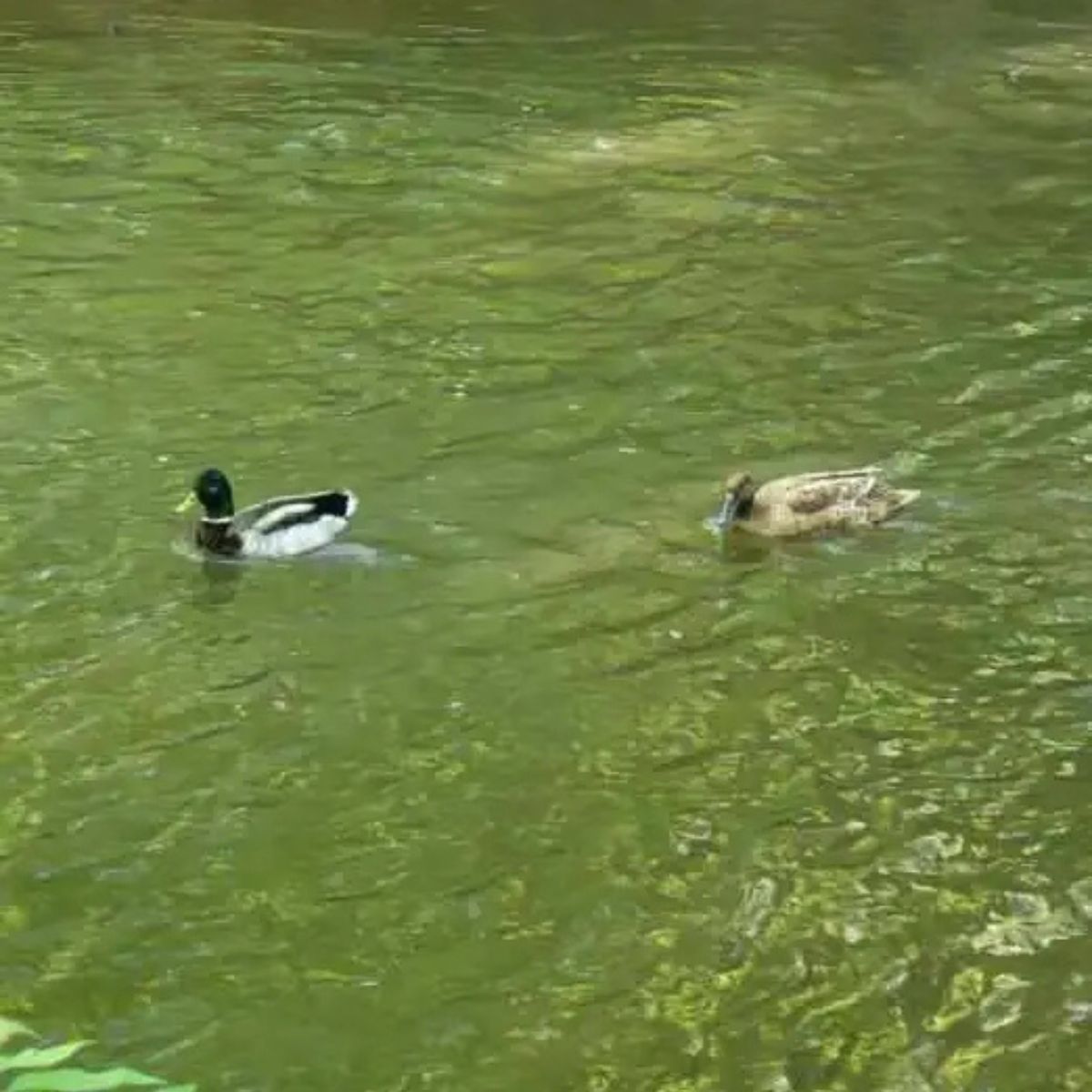 two ducks