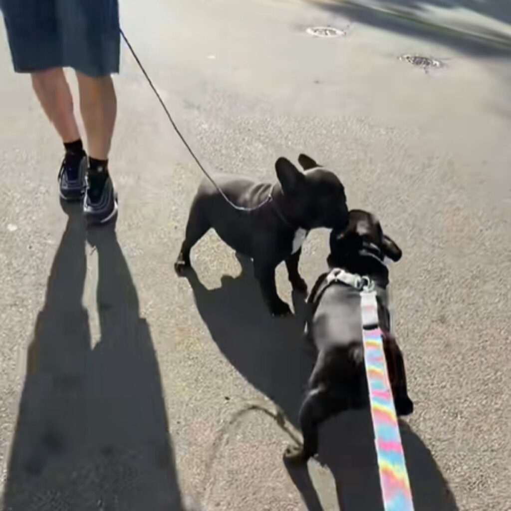 two french bulldogs are sniffing each other