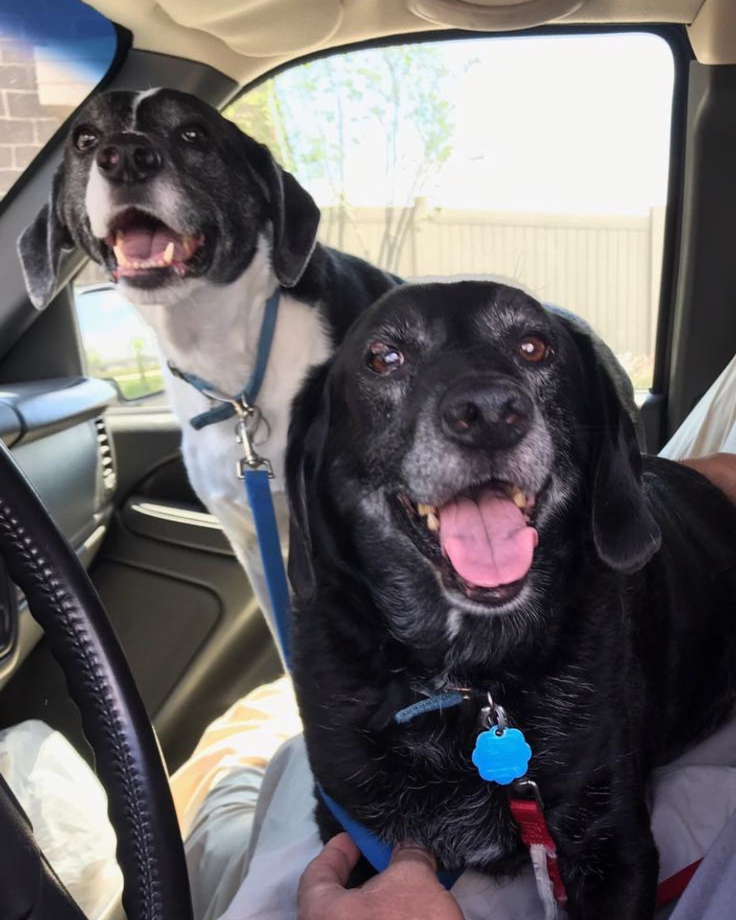 two happy dogs in the car