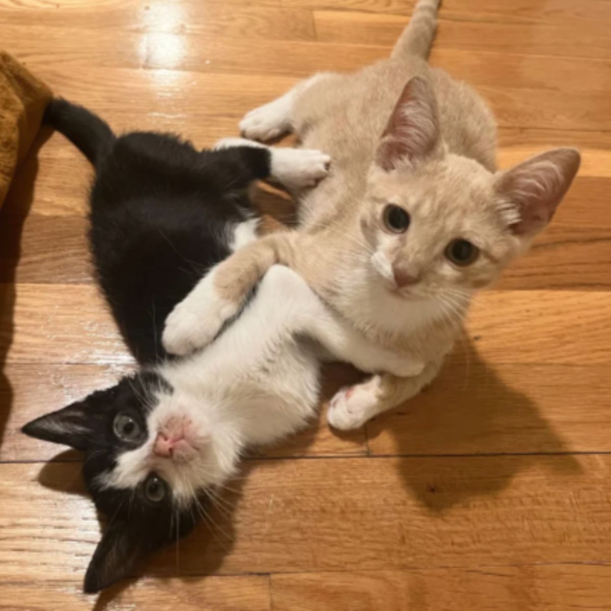 two kittens are hugging