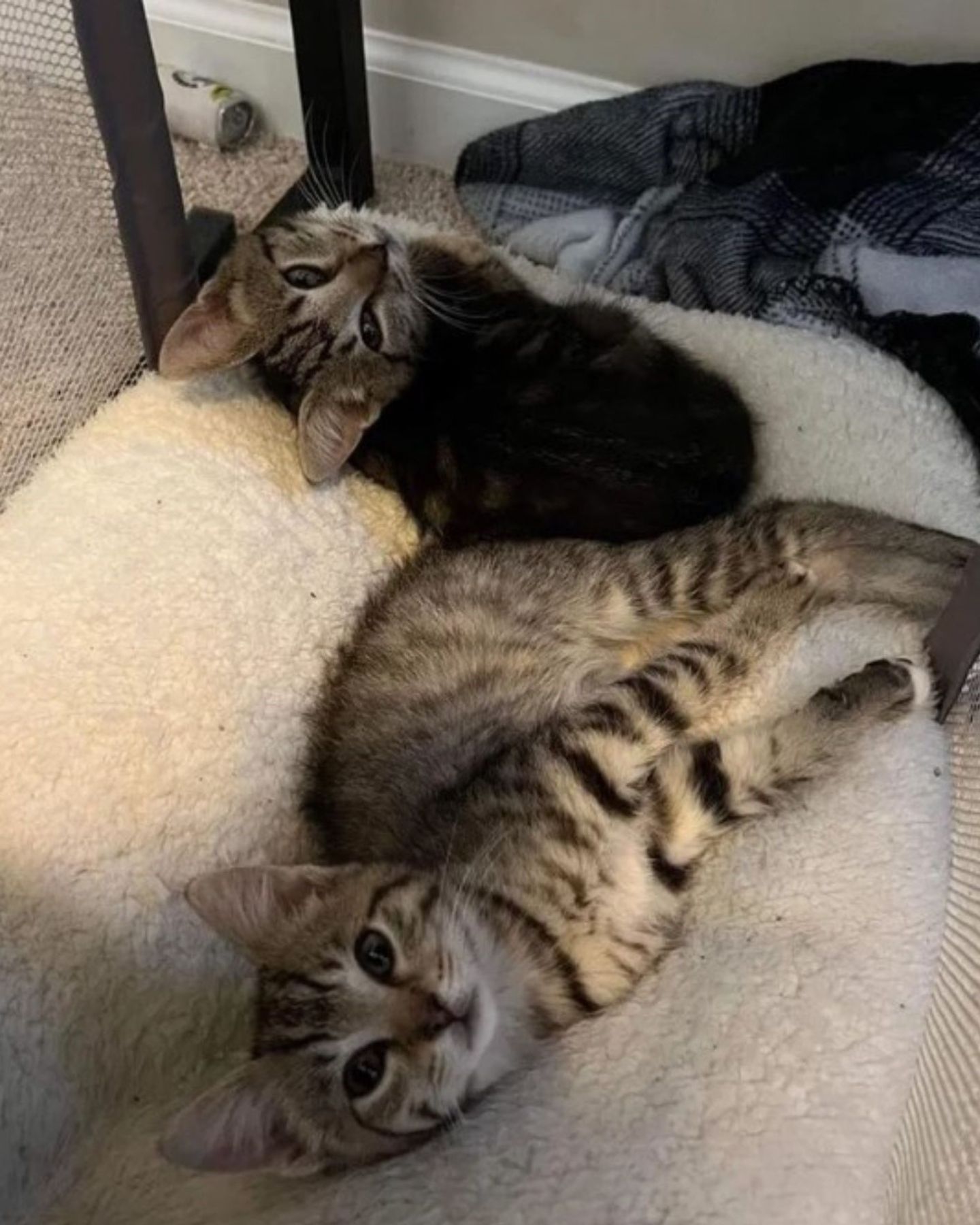 two kittens are napping