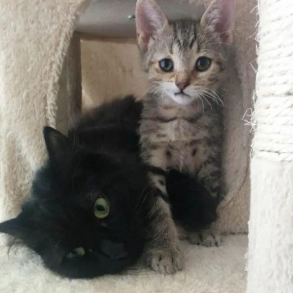 two kittens in a scratching post