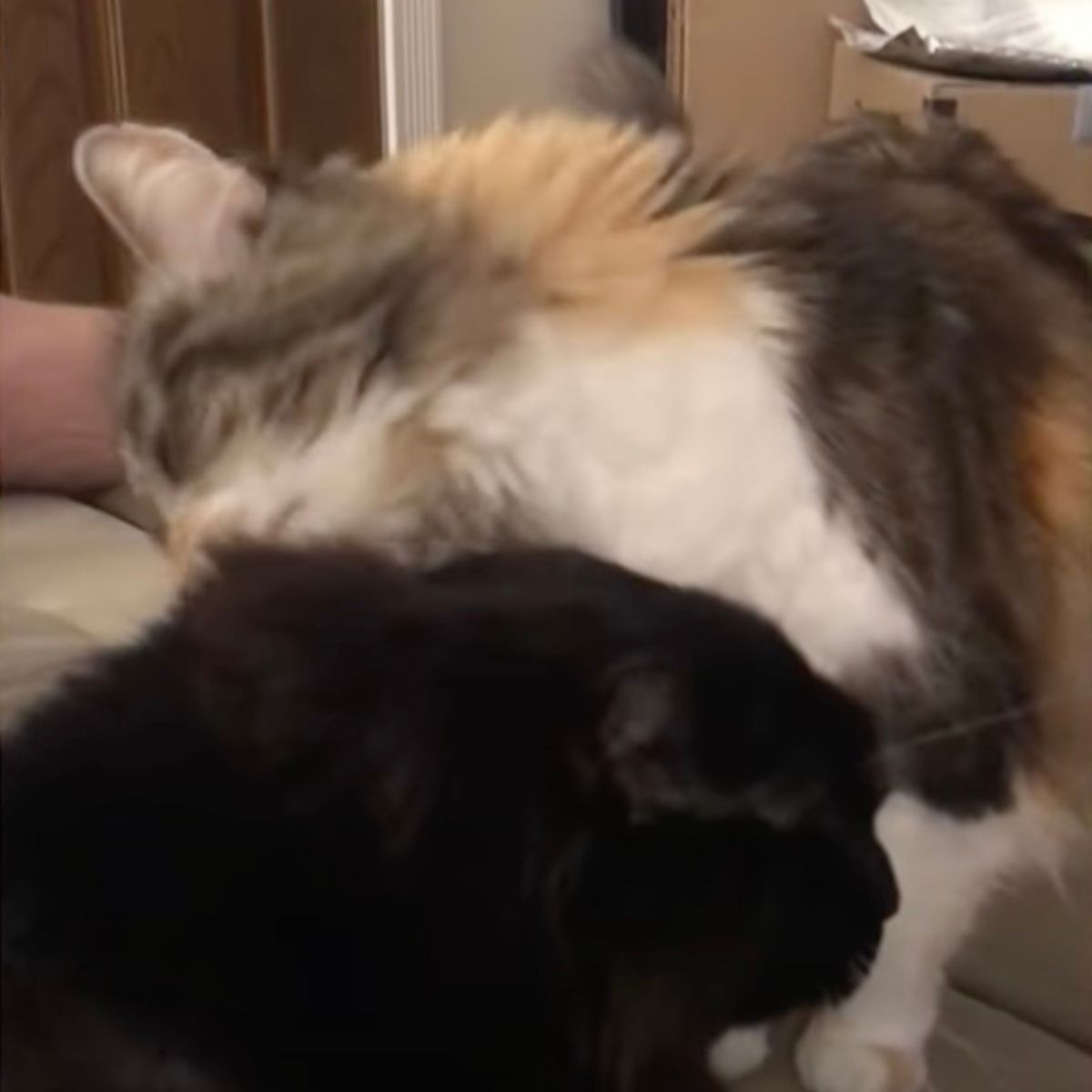two kittens licking each other