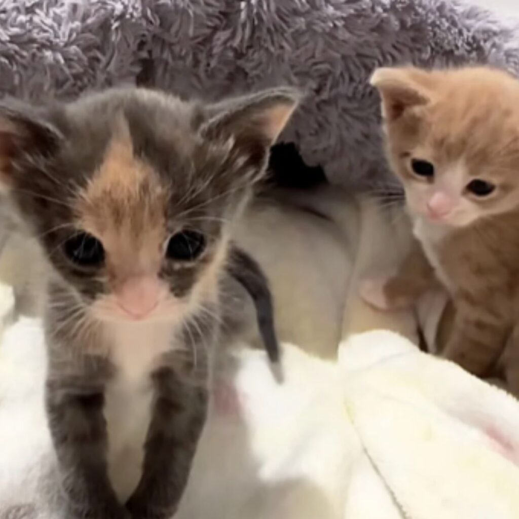 two little kittens