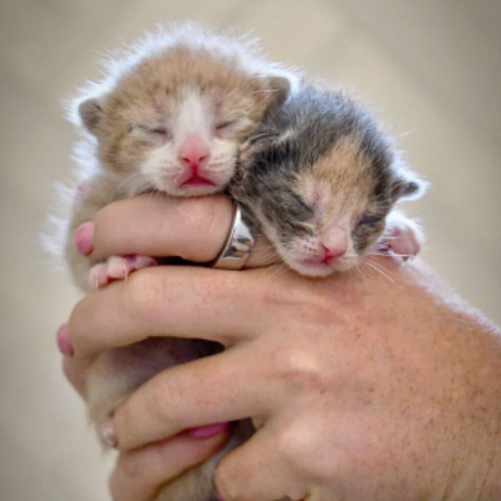 two little kittens in a man's hand