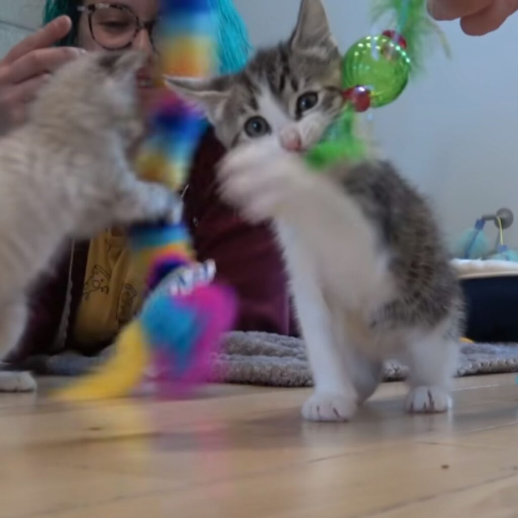 two playful kittens