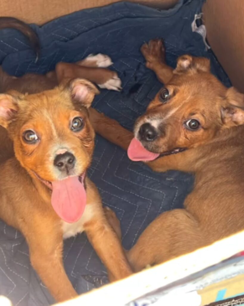 two puppies in a cardboard box