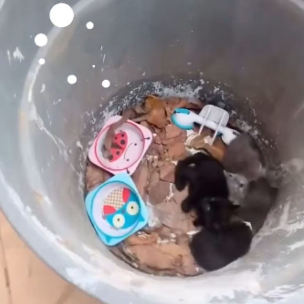 two puppies in a trash can