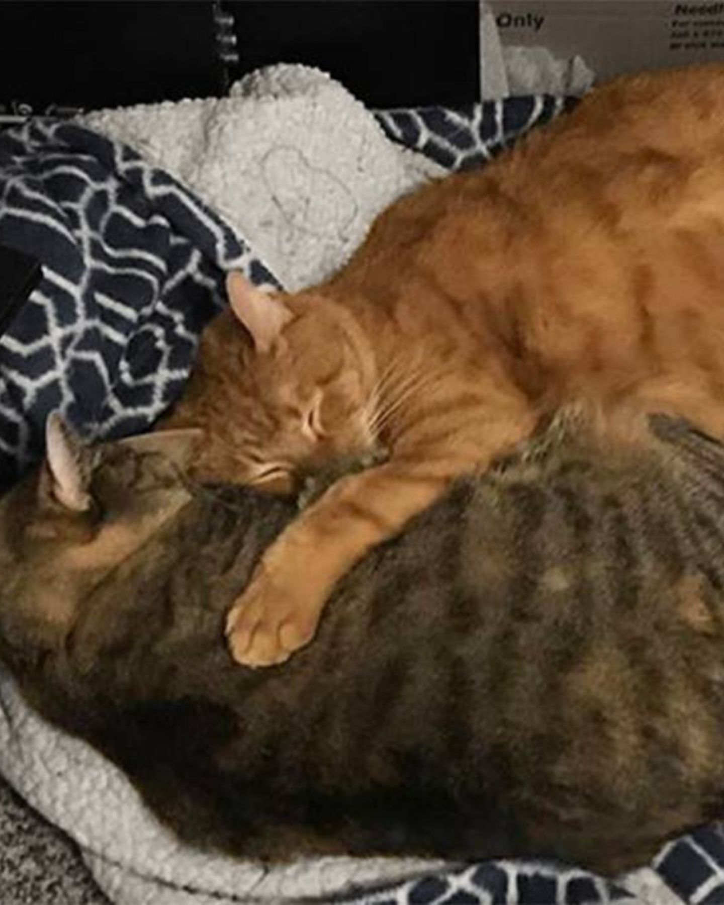 two senior cats hugging