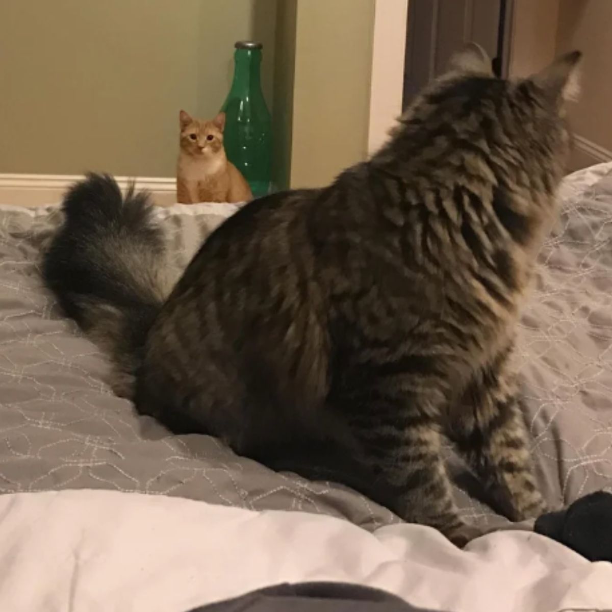 two senior cats looking at each other