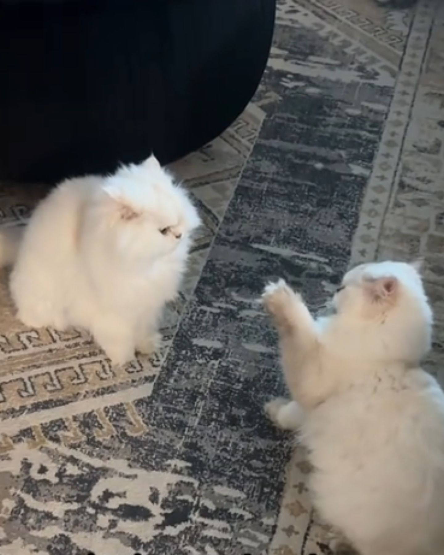 two white cats