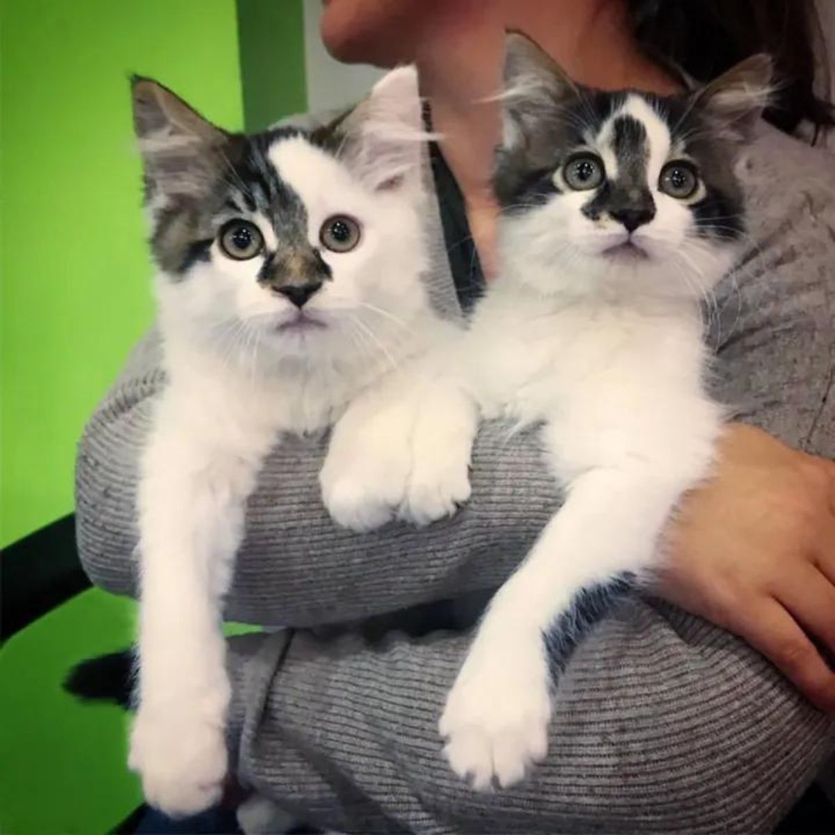 two white-colored kittens