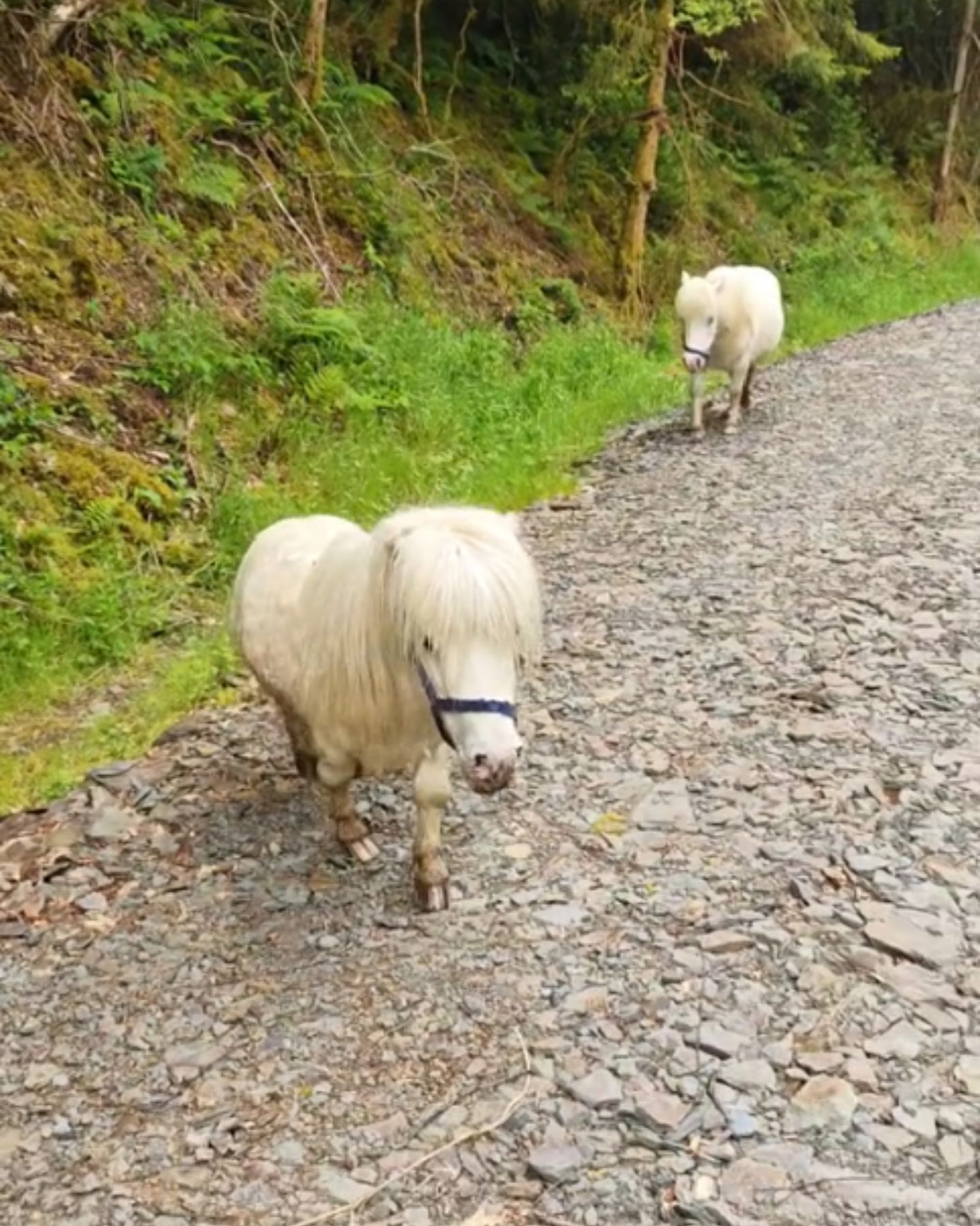 two white ponies