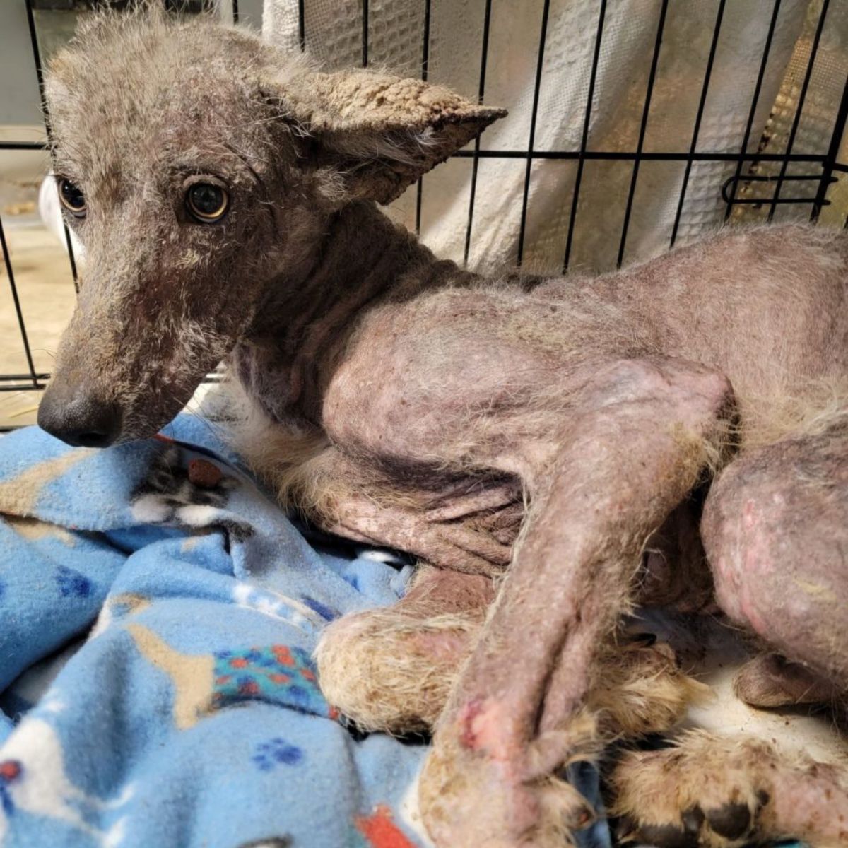 unfamiliar animal in a cage