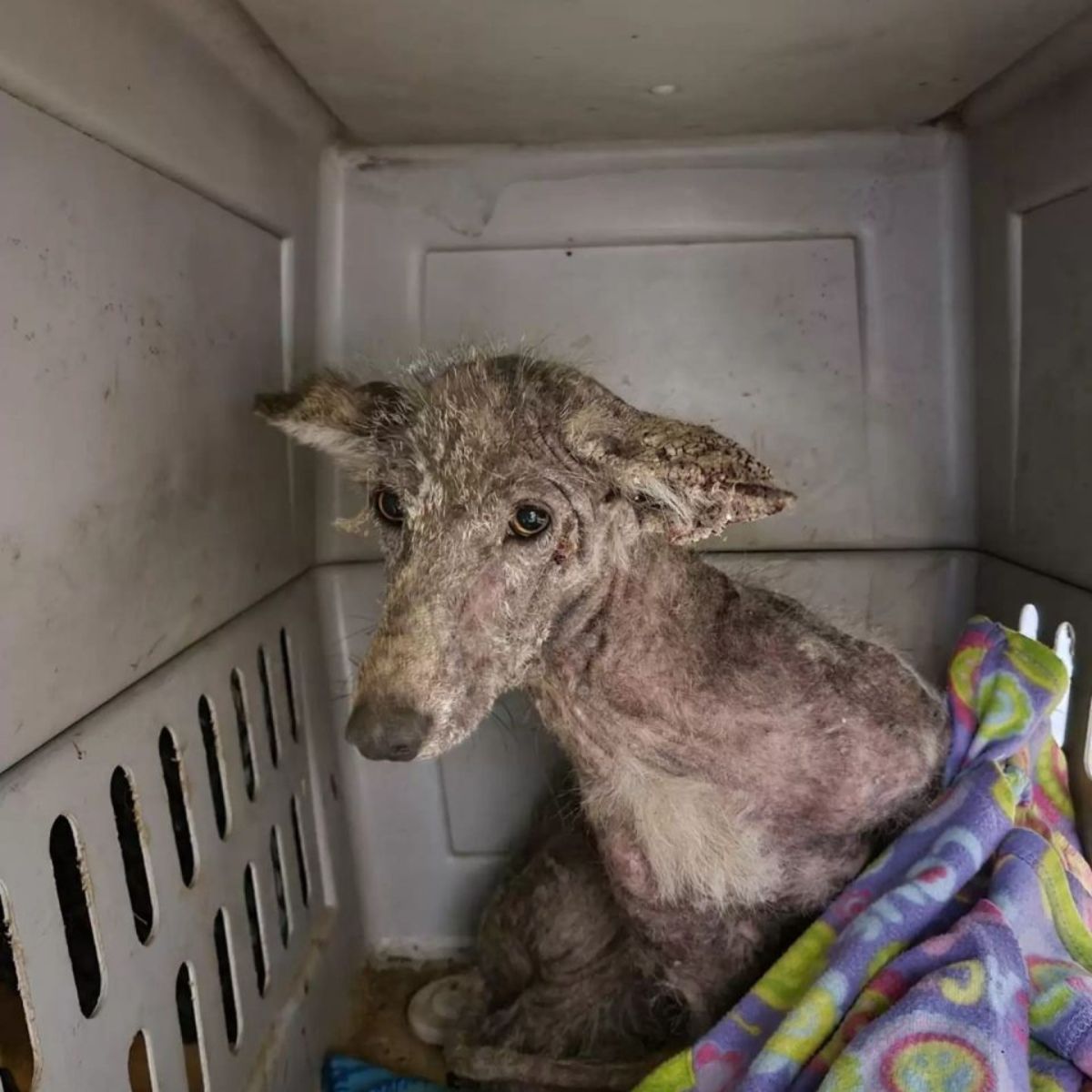 unfamiliar animal in the transporter