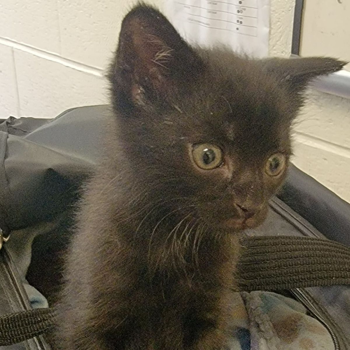very cute black kitten