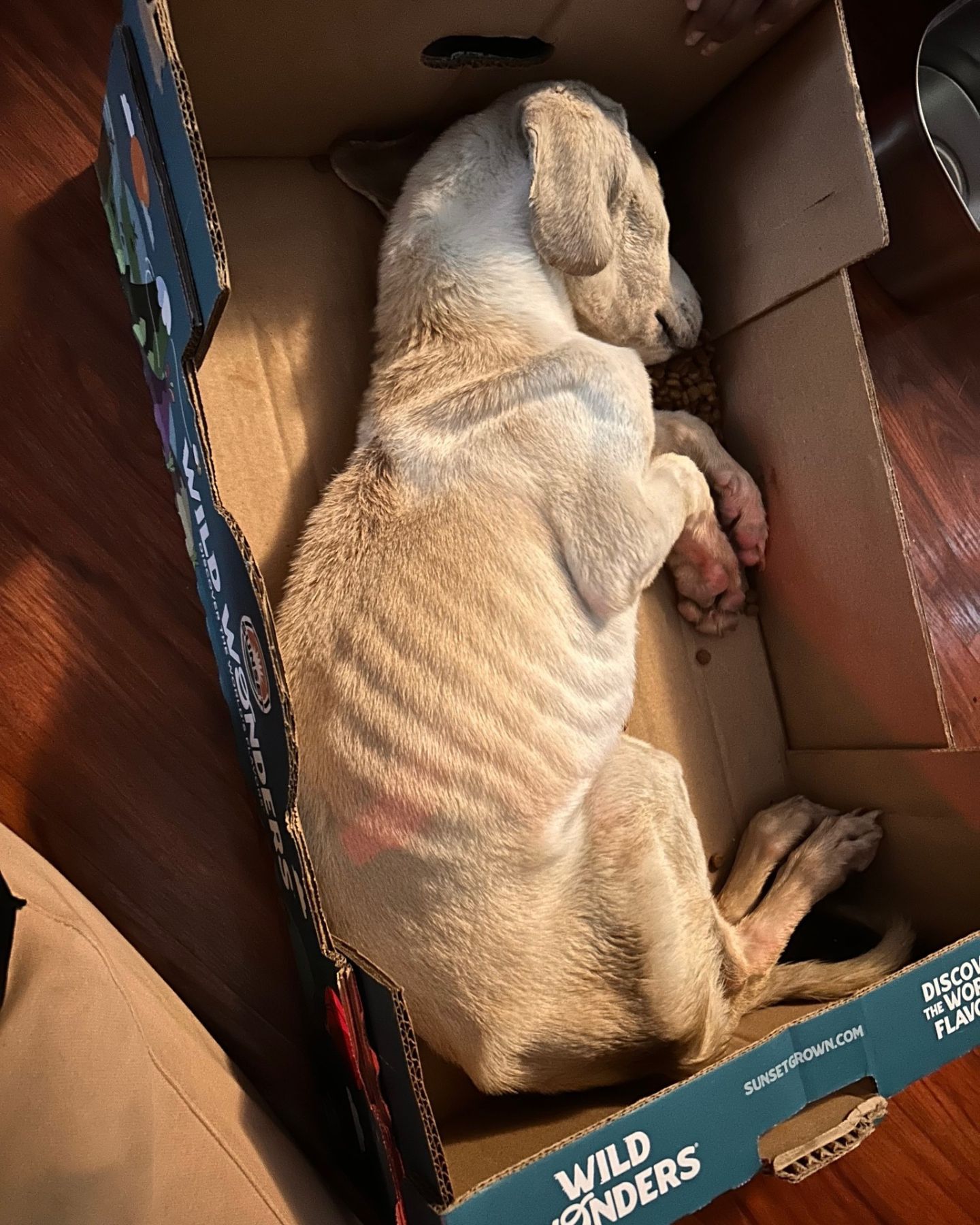 very skinny dog ​​in a box