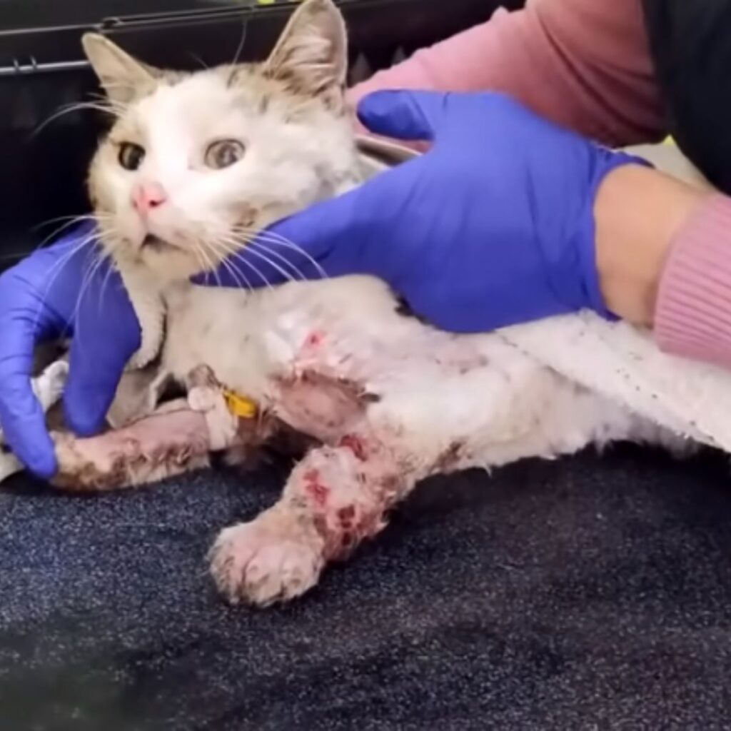 veterinarian examines a sick cat