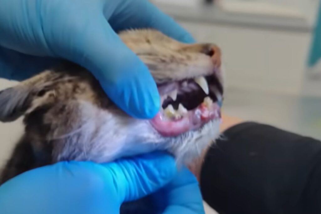 veterinarian examining cat's teeth