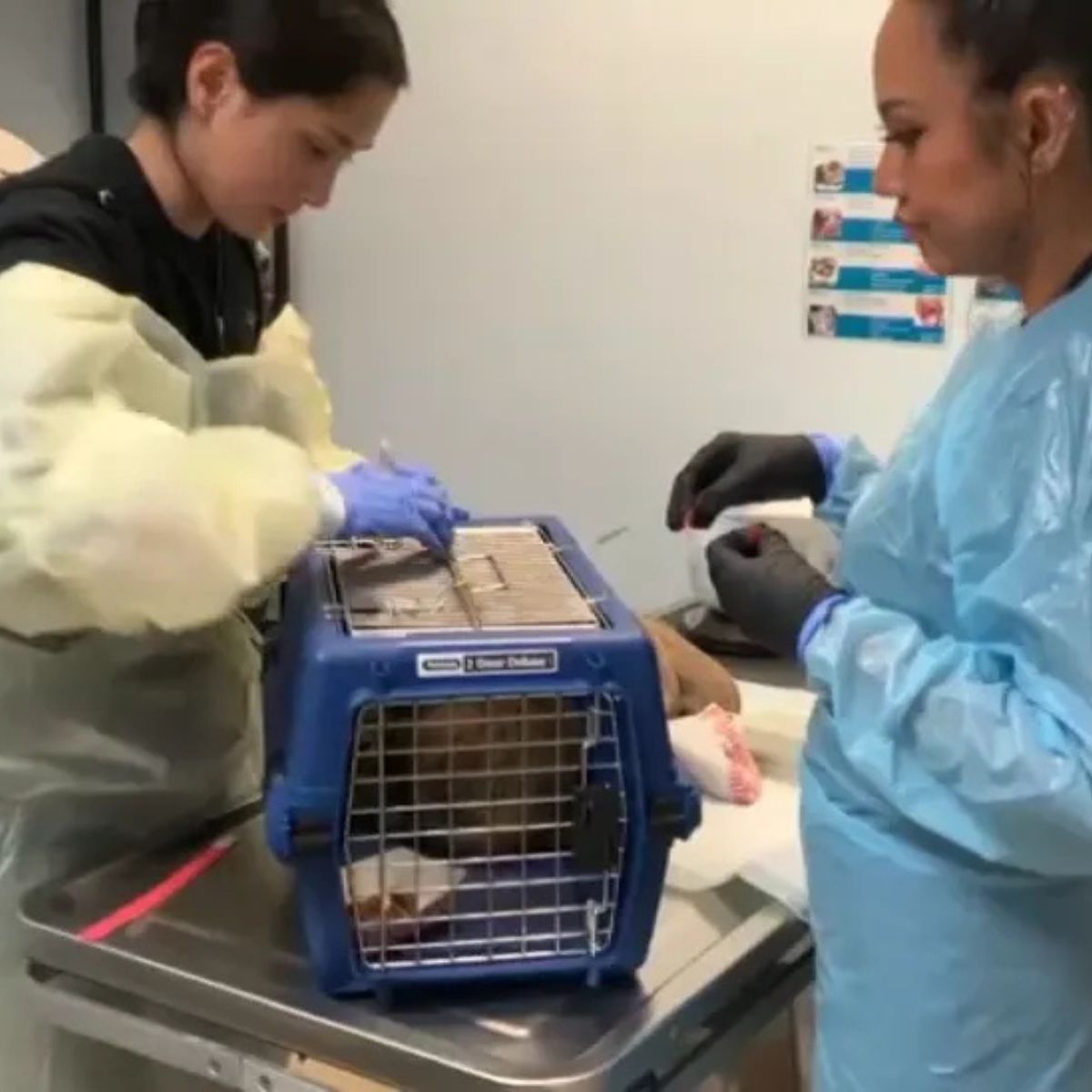 vets with transporter