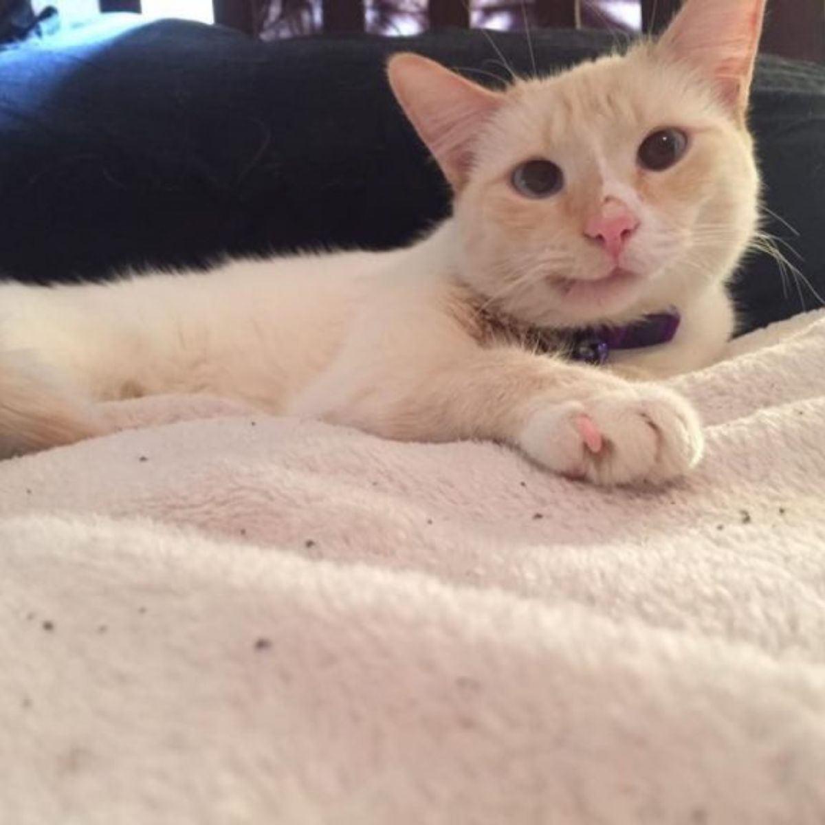 white cat is lying down