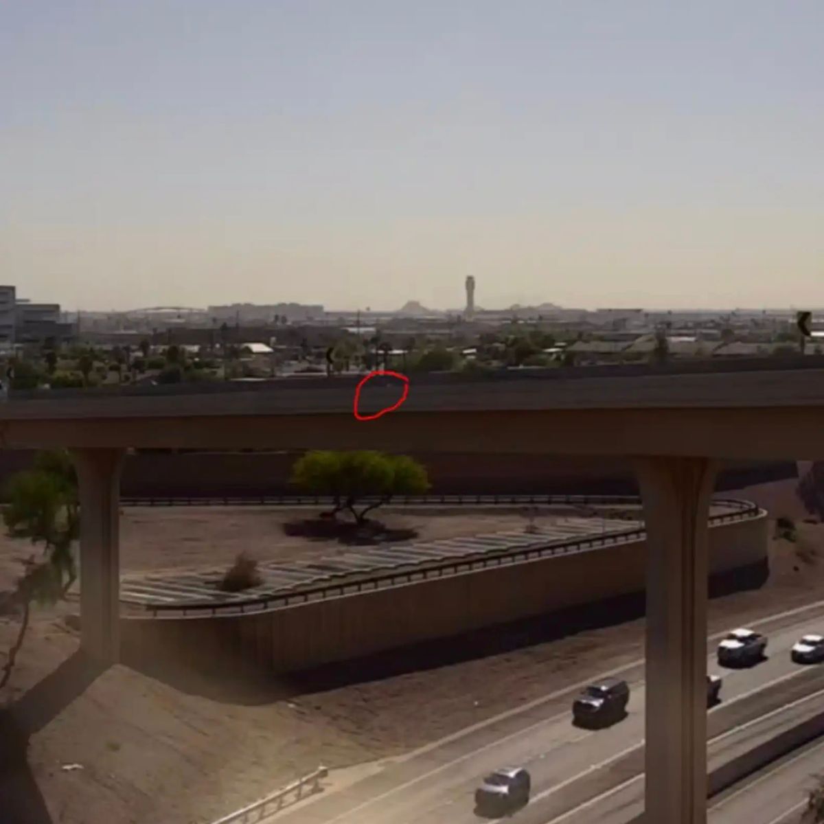 white cat on the side of a freeway ram