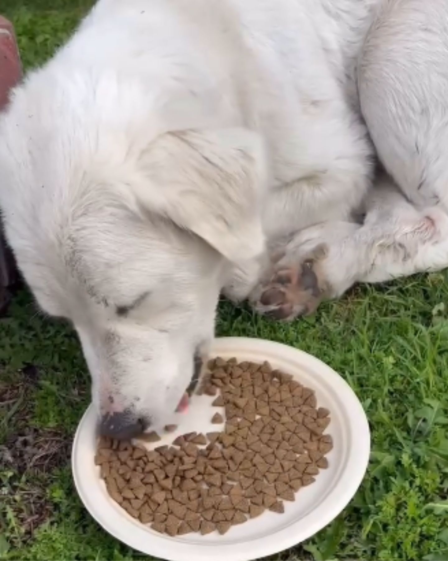 white dog eats