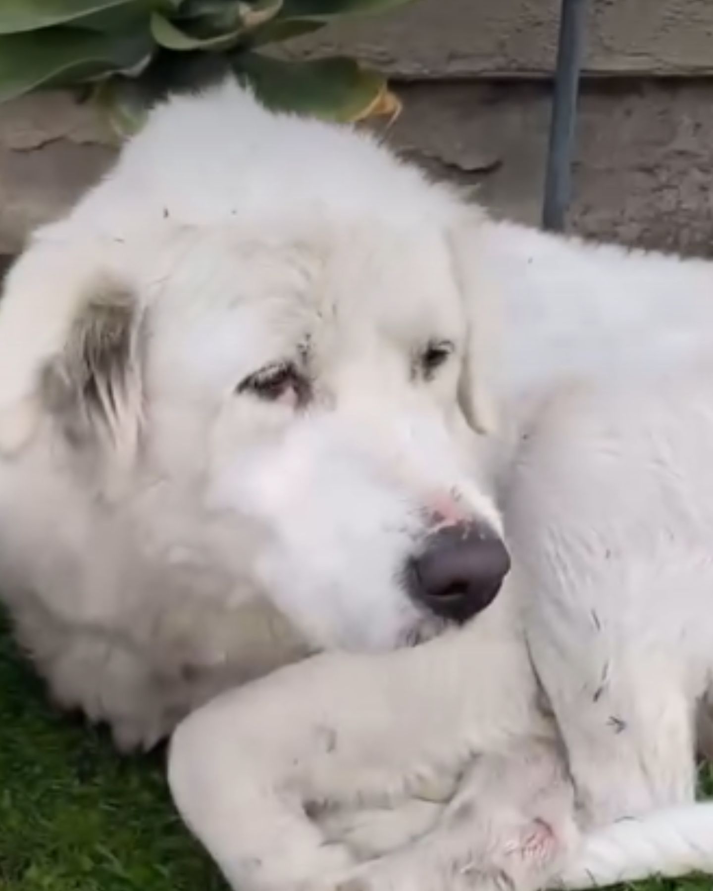 white dog is napping