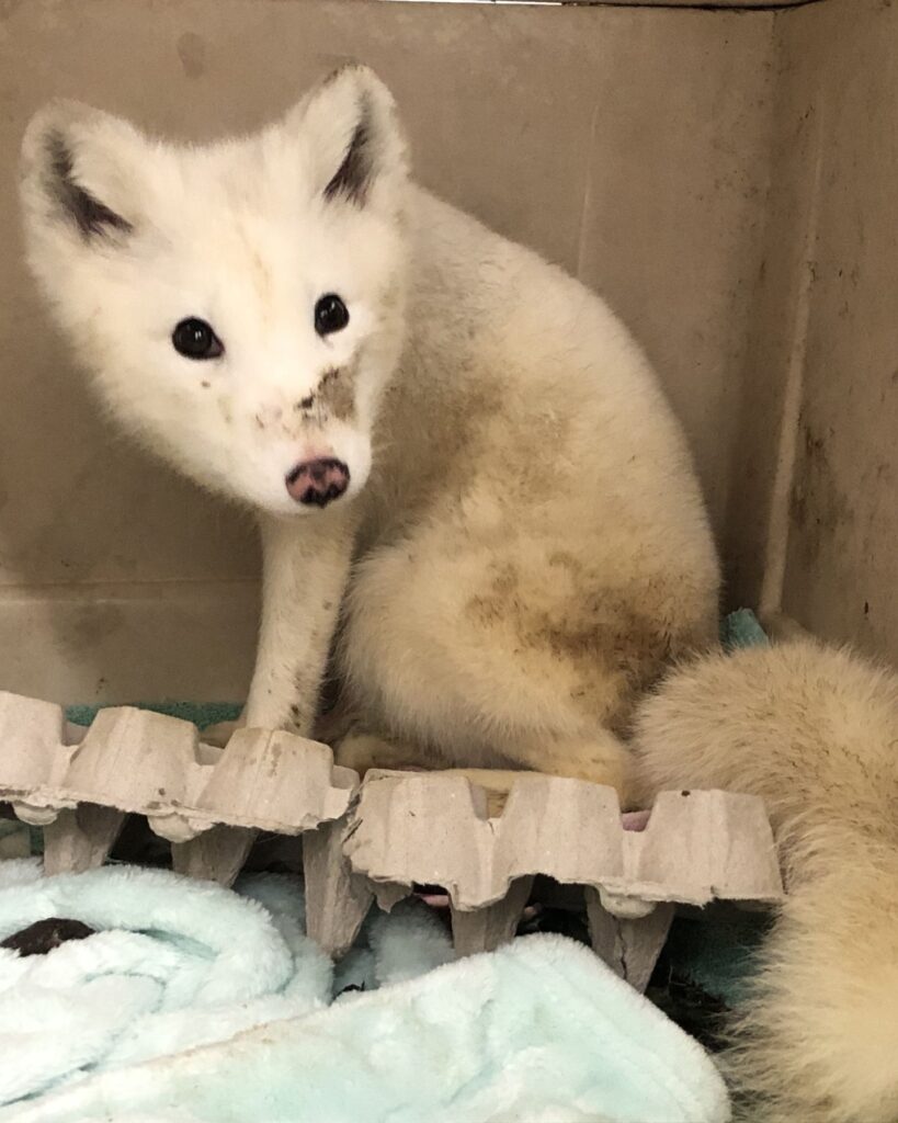 white fox sitting in a pack
