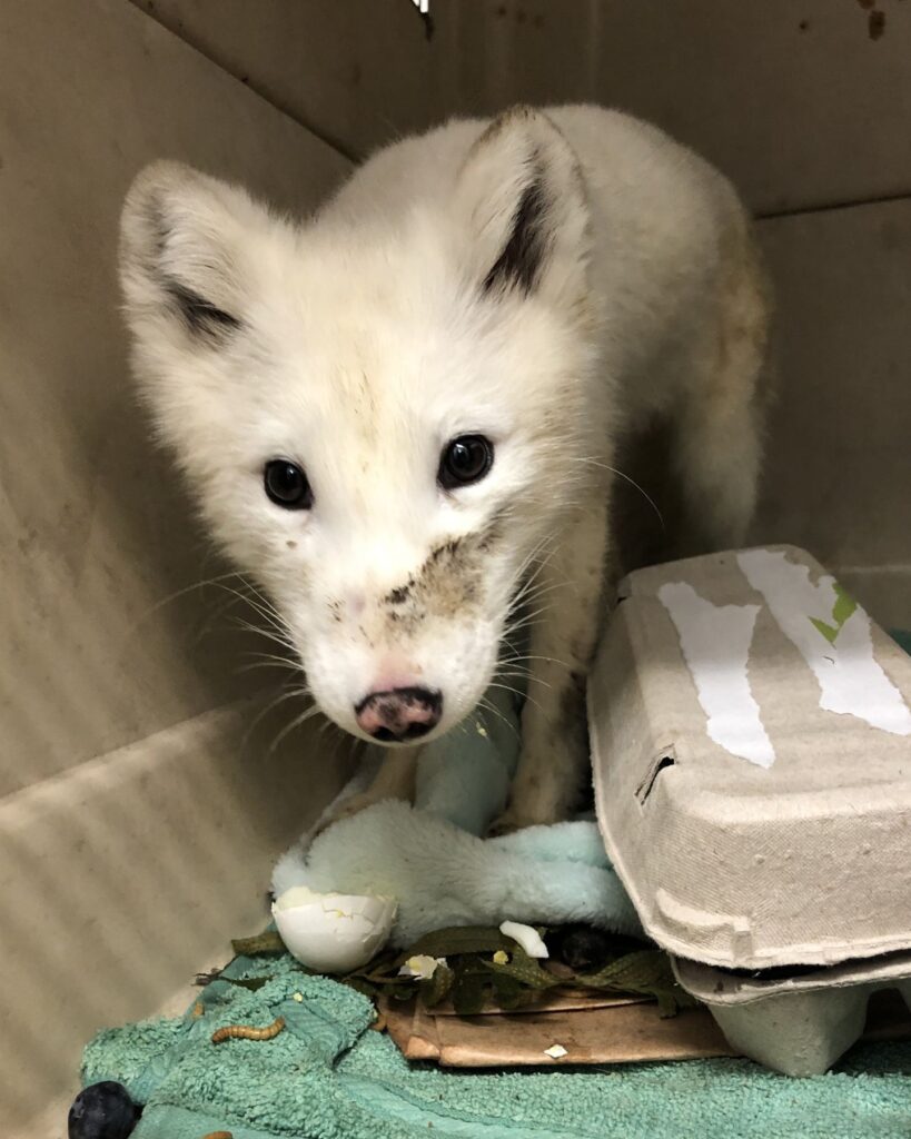 white fox with black eyes in a package