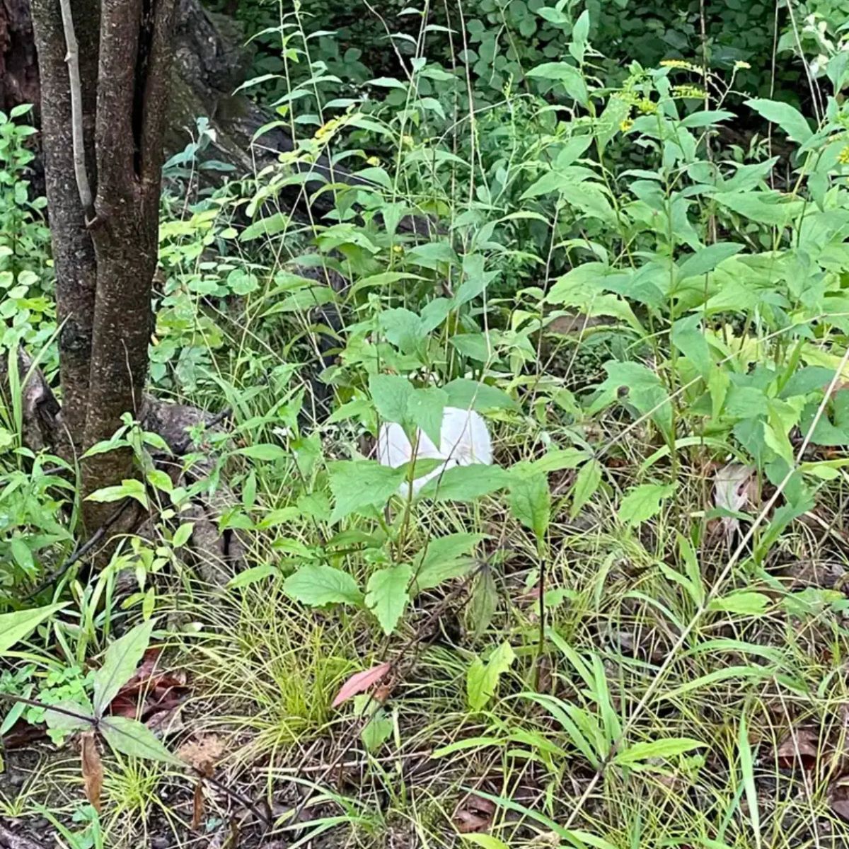 white guinea pig curled up in the leaves
