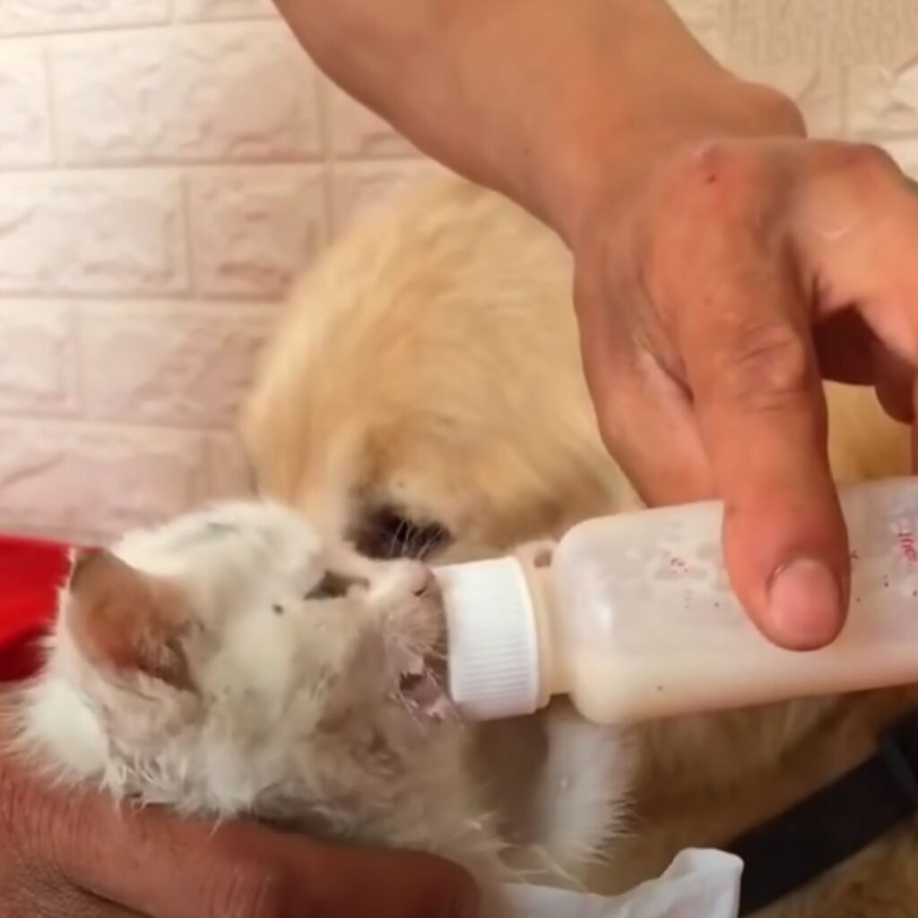 white kitten eats hapu from a bottle