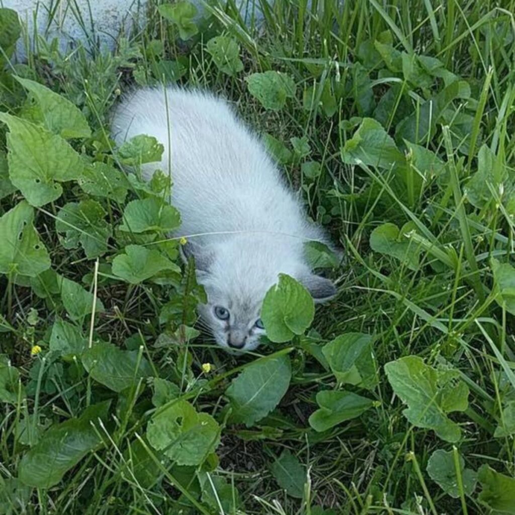 white kitten in the grass