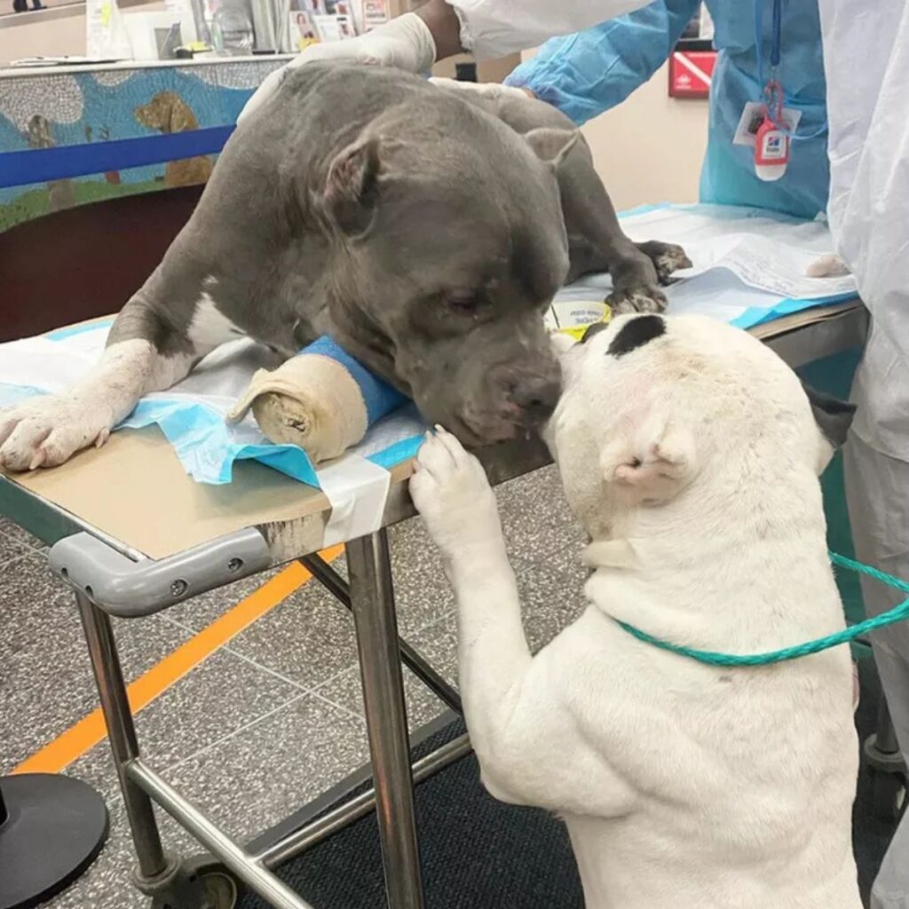 white pit bull petting another one on the table