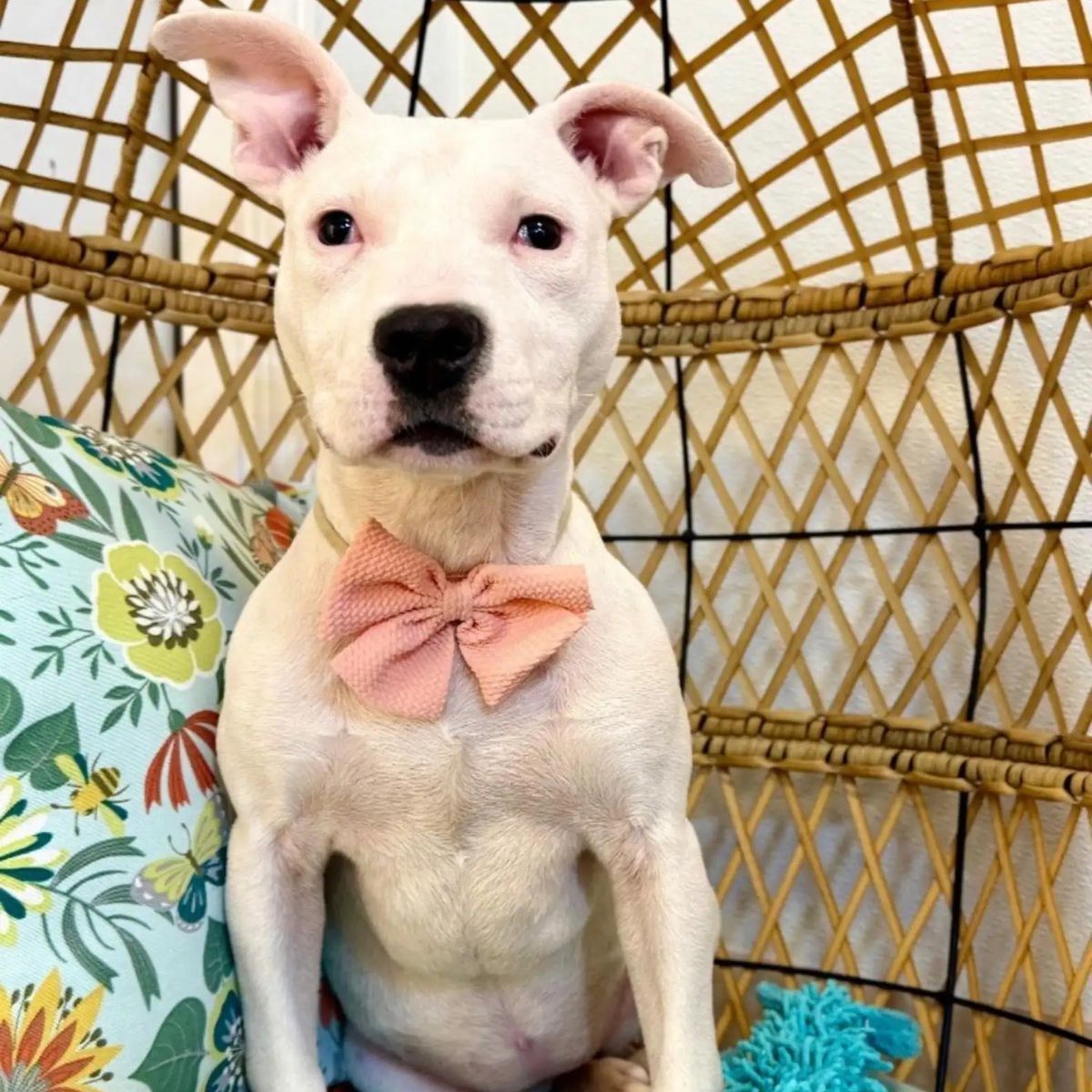 white pup with pink bow