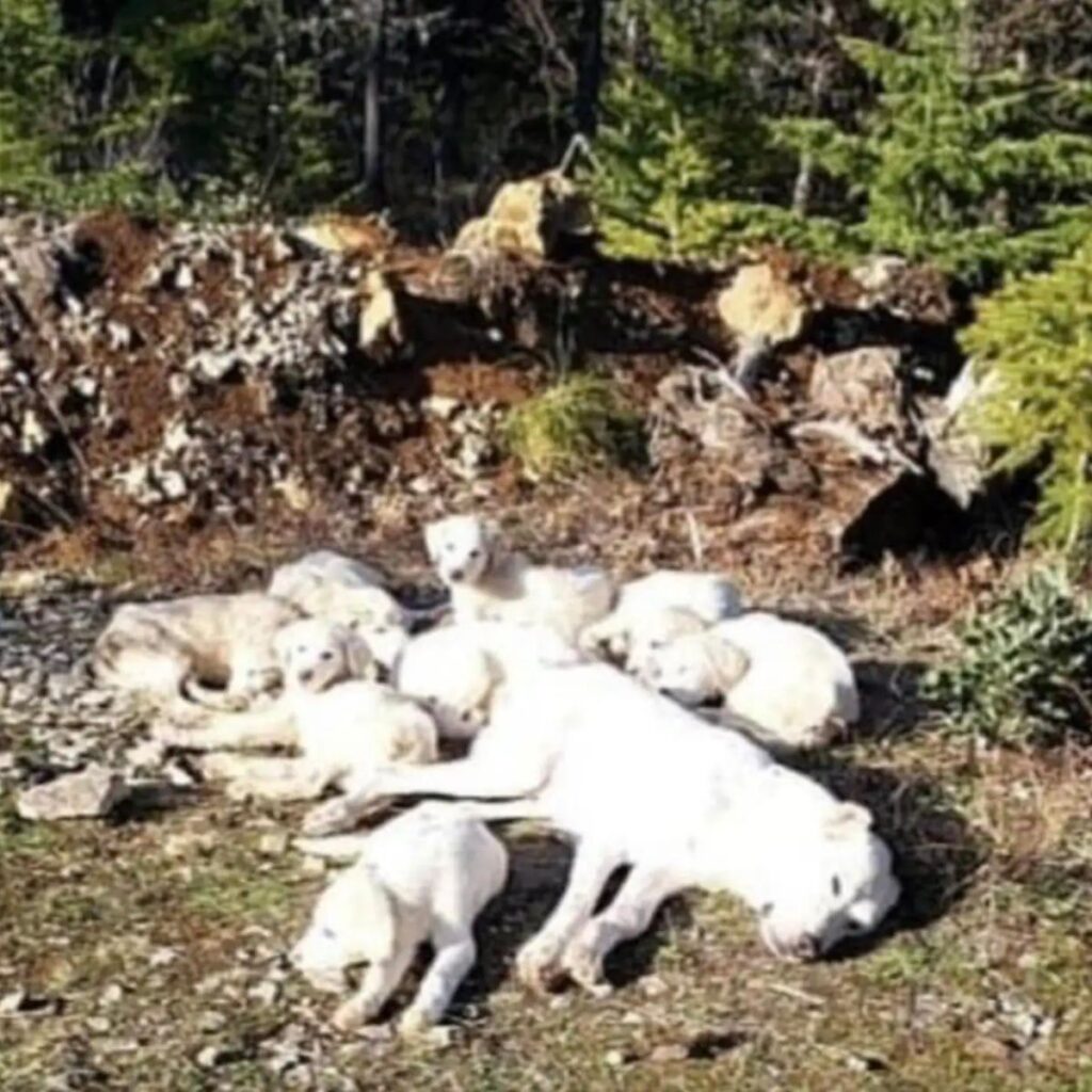 white puppies lie on stones