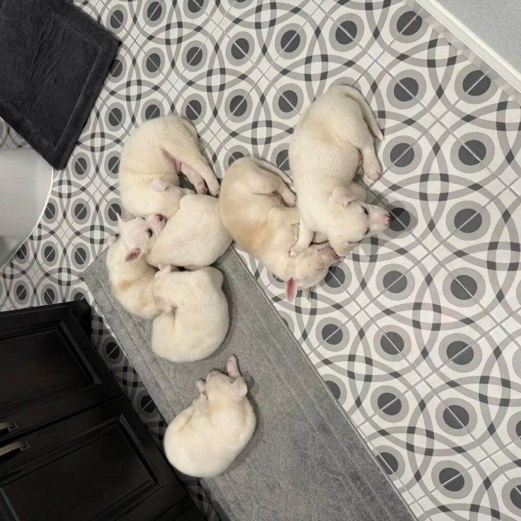 white puppies lie on tiles