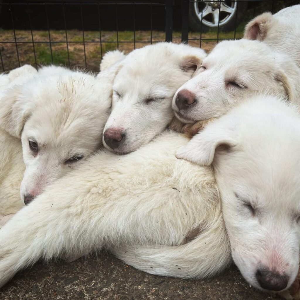 white puppies sleeping on top of each other